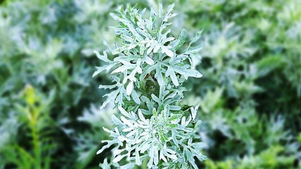 how to take wormwood for parasites